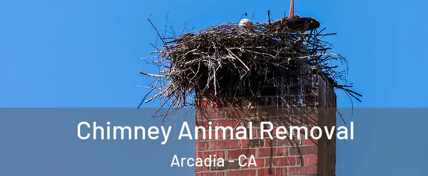 Chimney Animal Removal Arcadia - CA