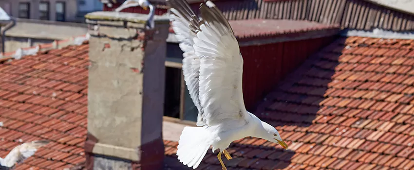 Residential Chimney Animal Removal Solution in Arcadia, CA