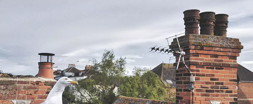 Chimney Cleaning And Restoration in Arcadia, California